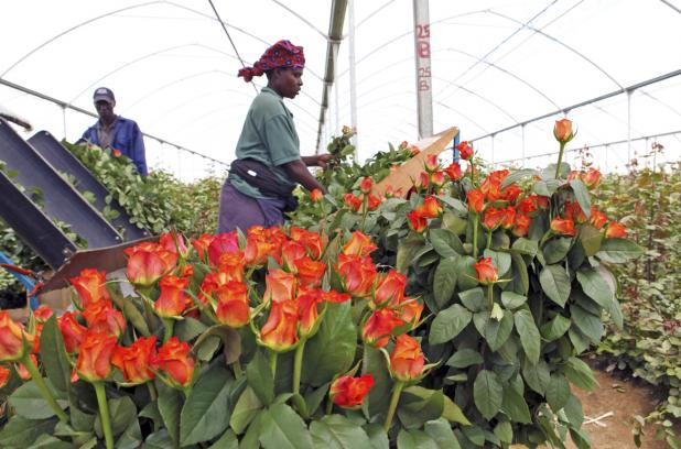 Kenya S Blooming Flower Industry