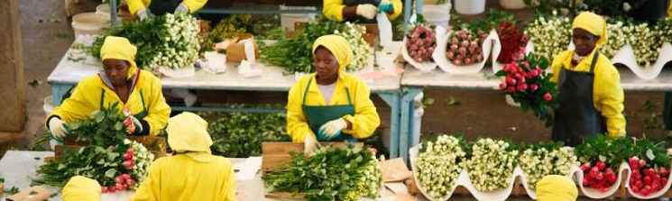 Kenya Flower Industry