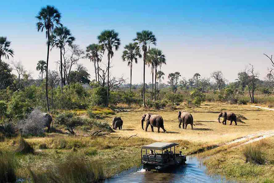 Botswana wildlife safari