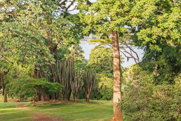Entebbe Botanical Garden Tourist