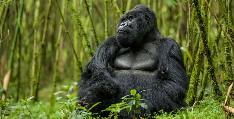 Mountain gorilla Uganda