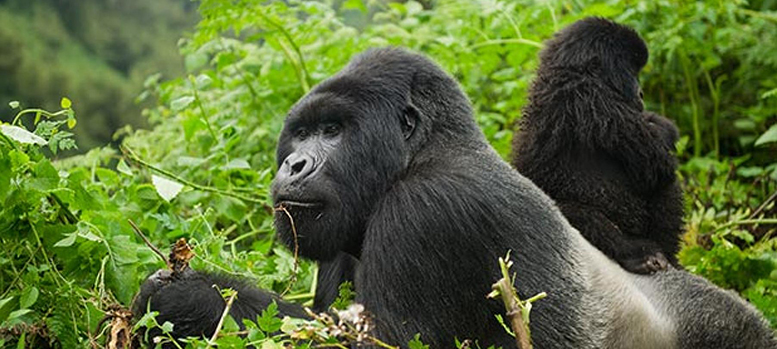 Gorilla Virunga Uganda