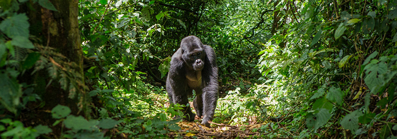 Gorillas Africa Uganda