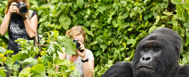 Uganda Gorilla Tracking